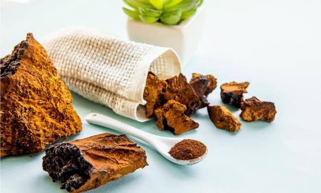 Exploring the Health Benefits of Chaga Mushrooms