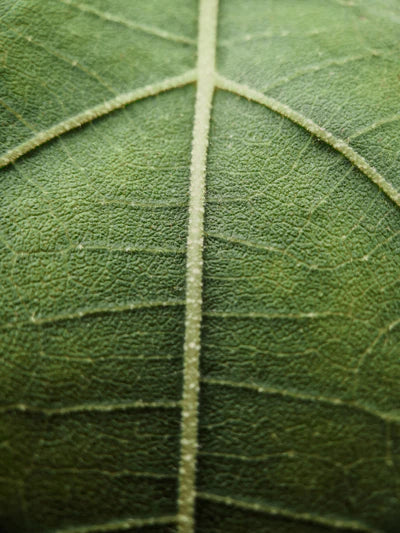 Natural Extracts