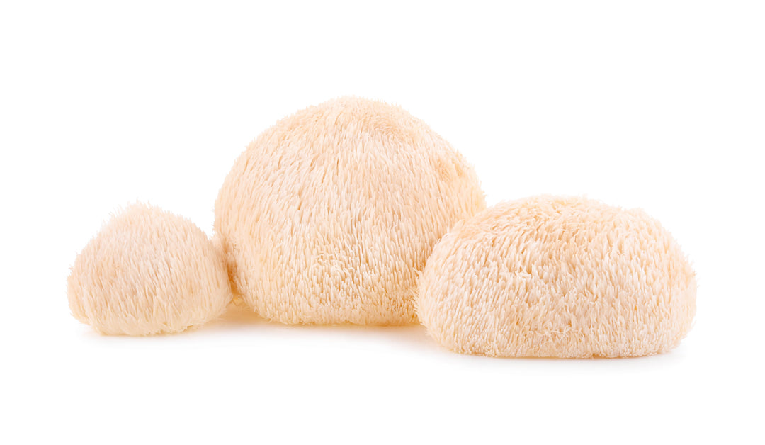 The Complete Guide to Lion's Mane Mushroom for Everyone, Including Athletes