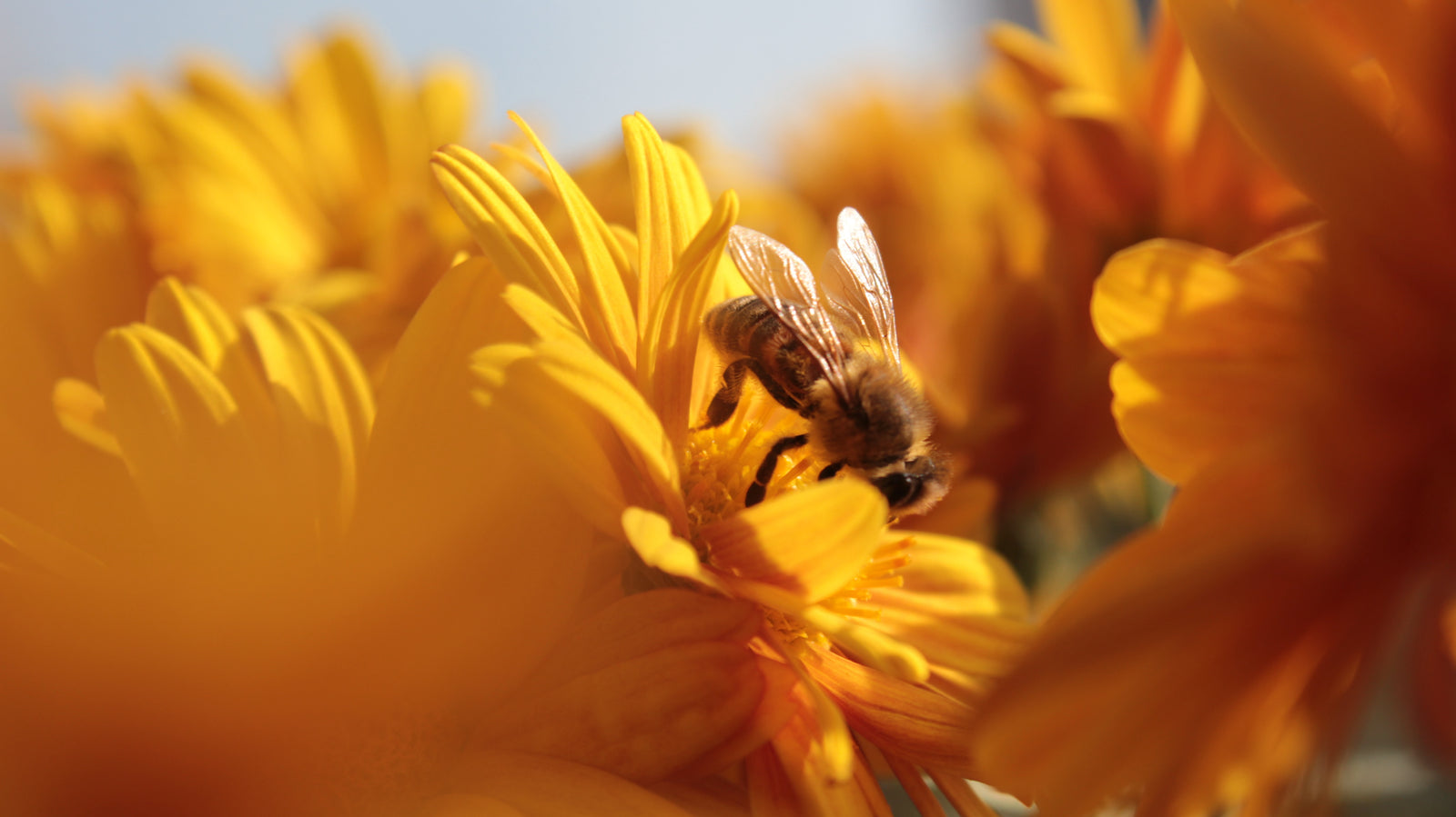 bee on a flower