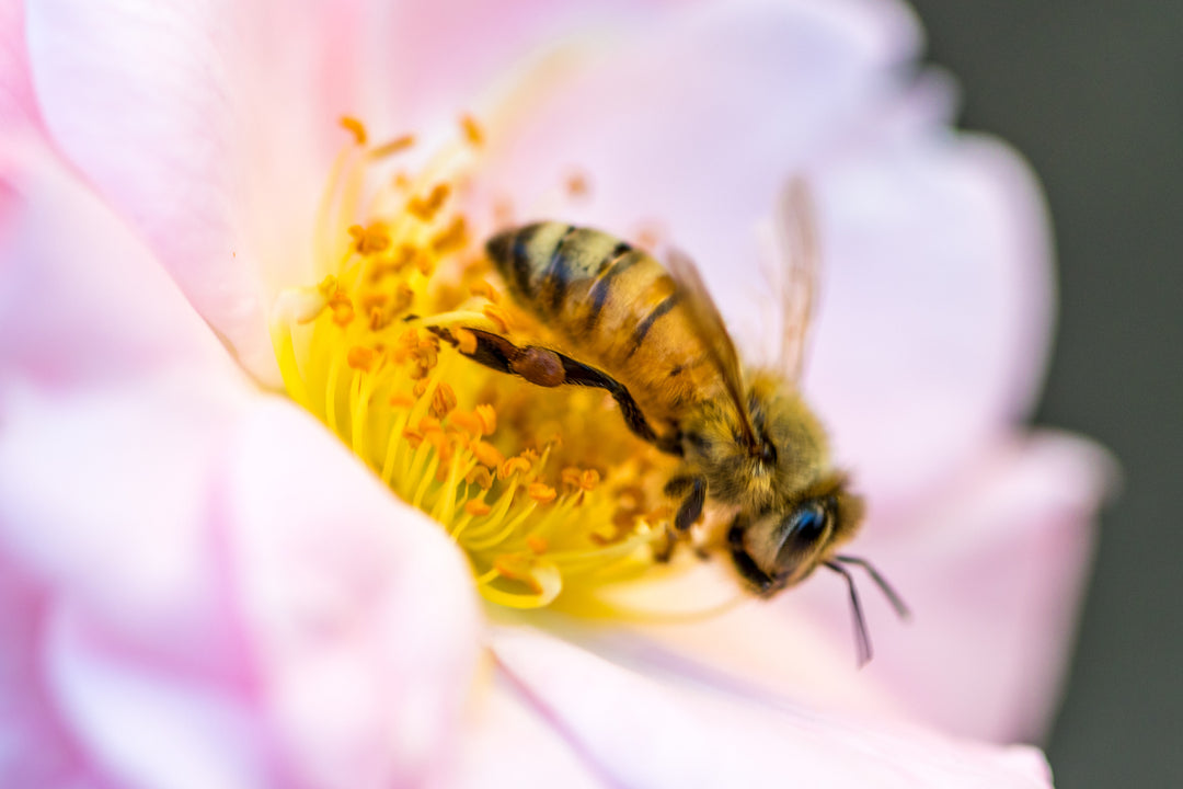 The Wonders of Bee Pollen